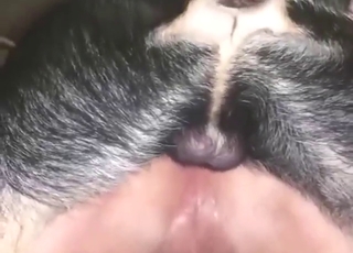 Not able to pull out, lose concentration zoophile ass is TOO hot