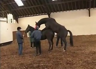 Horse Animal Porn Uzun