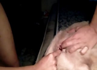 Dog Ass - Mutt butthole got stretched by zoophile - Dog Porn Tube