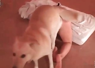 Zoophile chick fucks a sloppy dog - 犬のポルノチューブ 