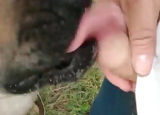 A doggy gets some nice and warm piss in its mouth - Dog Porn Tube