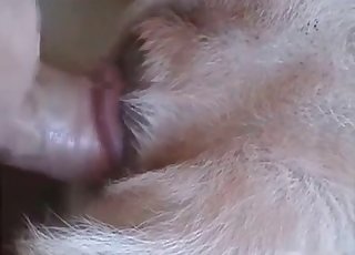 Fantastic youthfull dog adores my stiff cock - Psí porno Tube