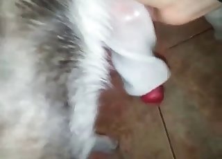 Husky flashing off its rod - Chien Porno Tube