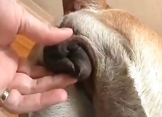 Anal fingering for a hot doggy - Hund Porno Tube