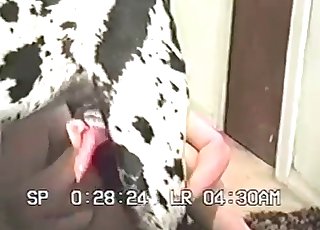 Dog Fucks Chicken