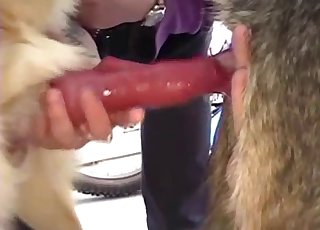 Kinky dogs showing off their cocks on cam - 犬のポルノチューブ 